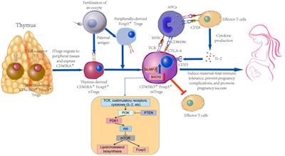 Memory regulatory T cells in pregnancy